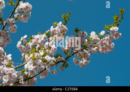 Spring blossom of flowering cherry, Prunus 'Ichiyo', Prunus 'Choshu-hizakuru' Stock Photo