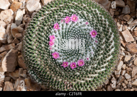 Cactus Mammillaria grahamii subsp. sheldonii Stock Photo