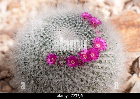 Cactus Mammillaria hahniana Stock Photo