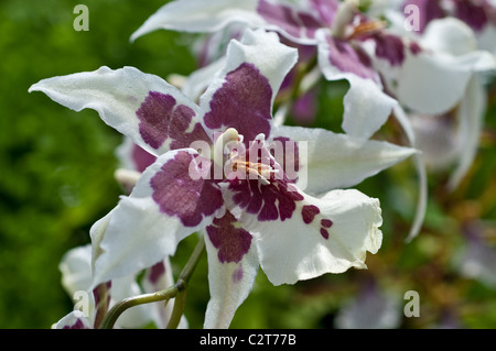 Orchid Zygopetalum crinitum Stock Photo