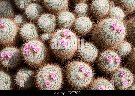 Cactus Mammillaria bombycina Stock Photo