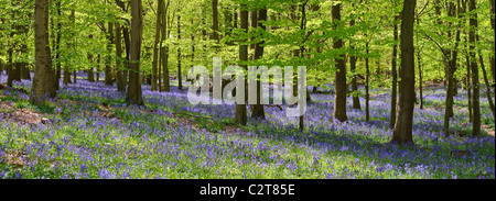 Bluebells in a beach forest in spring, Hertfordshire, England Stock Photo