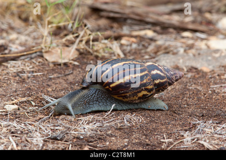 Giant African snail, Achatina fulica, South Africa Stock Photo