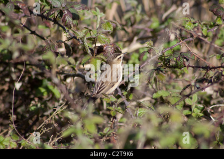 Sedge Warbler Acrocephalus schoenobaenus in a reedbed, newly arrived in Britain in spring from Africa Stock Photo