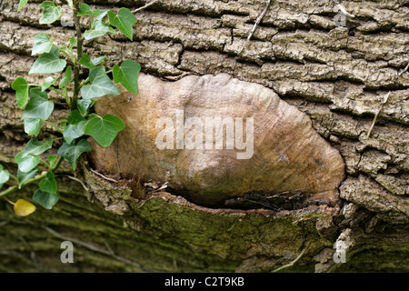 Unusual Raised Feature with Markings on a Dead Ash Tree Possibly Caused by the Burrowing Larva of the Clearwing Moth. Stock Photo