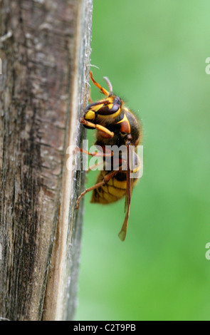 German or European Wasp, Vespula germanica, Vespidae, Vespoidea, Hymenoptera. Stock Photo