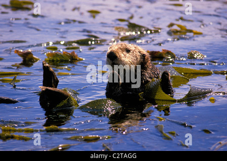 Sea otter, Enhydra lutris, Monterey Bay National Marine Sanctuary, Monterey, California, Pacific Ocean Stock Photo