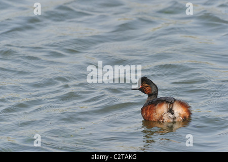 Black-necked grebe - Eared grebe (Podiceps nigricollis - Podiceps caspicus) swimming - Spring Stock Photo