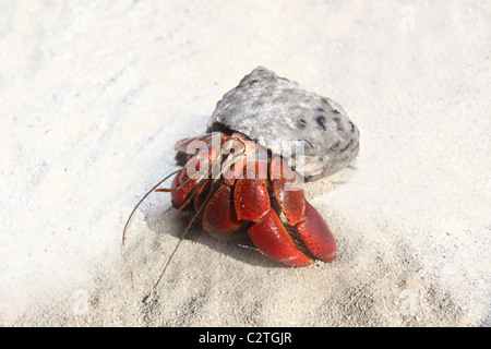 Red Legged Hermit Crab in Mexico beach sand Clibanarius digueti Stock Photo