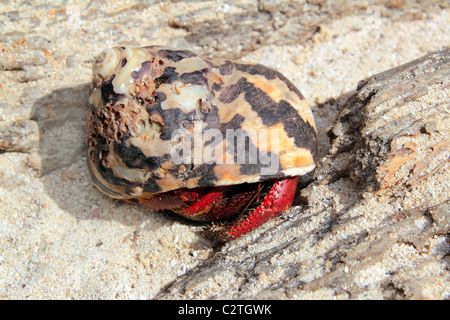 Red Legged Hermit Crab in Mexico beach sand Clibanarius digueti Stock Photo