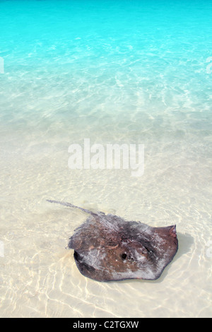 southern stingray Dasyatis americana in Caribbean beach Contoy Mexico Stock Photo