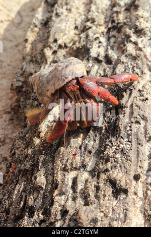 Red Legged Hermit Crab in Mexico beach sand Clibanarius digueti Stock Photo