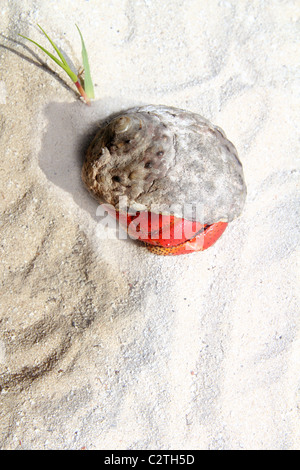 Red Legged Hermit Crab in Mexico beach sand Clibanarius digueti Stock Photo