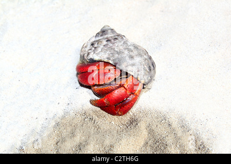 Red Legged Hermit Crab in Mexico beach sand Clibanarius digueti Stock Photo