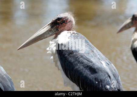 A Marabou Stork in Lake Nakuru Kenya Stock Photo