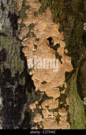 Wrinkled Crust, Phlebia radiata, Meruliaceae. A Resupinate Fungus with Radial Pattern Growing on a Dead Beech Tree. Stock Photo