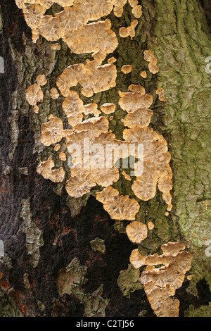 Wrinkled Crust, Phlebia radiata, Meruliaceae. A Resupinate Fungus with Radial Pattern Growing on a Dead Beech Tree. Stock Photo