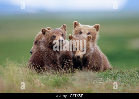 4 young brown bear cubs huddled together on tundra Katmai National Park Southwest Alaska Summer Stock Photo