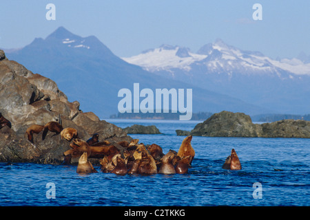 Steller Sea Lions rest, Frederick Sound, Coast Mountains are visibe in the distance, Alaska Summer Stock Photo