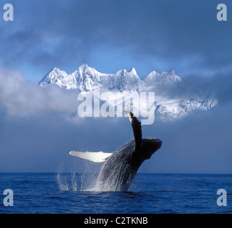 Humpback Whale Breaches in Clearing Fog SE AK Spring w/Mendenhall Towers background Composite