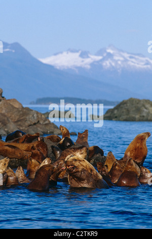 Steller Sea Lions rest, Frederick Sound, Coast Mountains are visibe in the distance, Alaska Summer Stock Photo