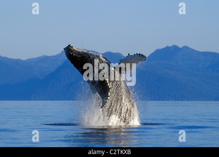 Humpback Whale Breaching in Inside Passage SE AK Summer Stock Photo