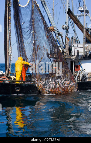 Commercial fishermen aboard seiner boat haul in net full of Pink Salmon Chatham Straight Southeast Alaska Stock Photo