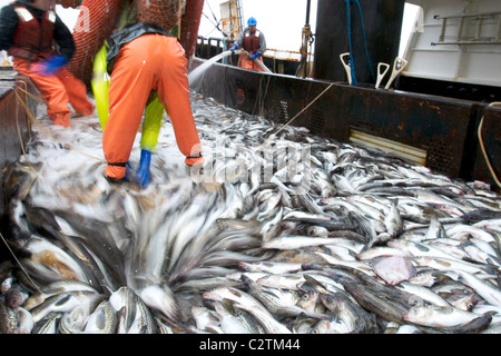 Crew Washing Pollock & Load in Hold of F/V Starlite AK Bering Sea SW Summer Stock Photo