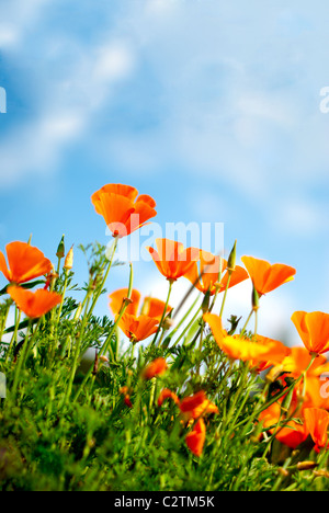 Orange Poppies Field shoot against blue sky. Stock Photo