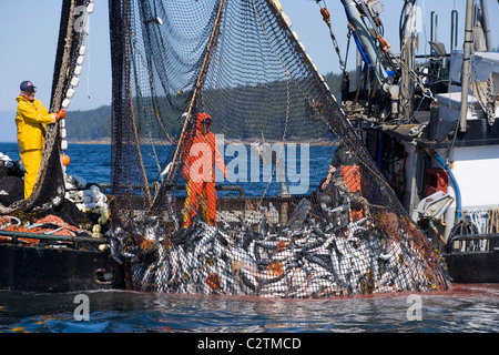 Commercial fishermen aboard seiner boat haul in net full of Pink Salmon Chatham Straight Southeast Alaska Stock Photo