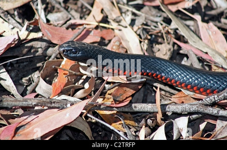 Red Bellied Black Snake, Pseudechis porphyriacus, is a venomous Australian snake, and is often referred to as a black snake. Stock Photo