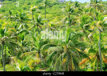 aerial view palm tree jungle in Caribbean Central America Stock Photo