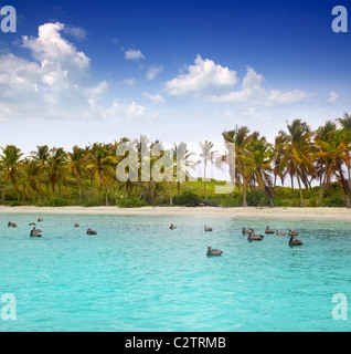 Caribbean pelican turquoise beach tropical sea view Mexico Stock Photo
