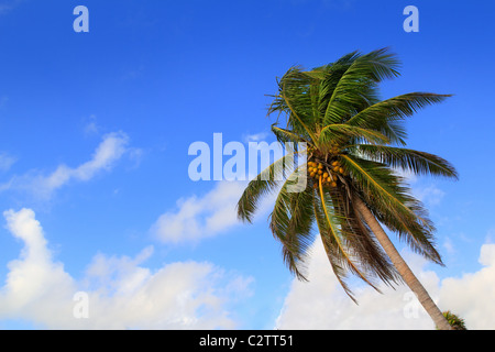 Coconut palm trees tropical typical background blue sky Stock Photo