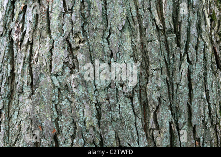 image of large mature american elm (Ulmus americana) bark Stock Photo