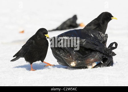 Yellow-billed Chough, Alpine Chough (Pyrrhocorax graculus) opening a garbage bag. Stock Photo