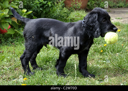 Black Cocker Spaniel Puppy Playing Stock Photo