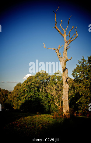 Dead tree in Shorne Country Park, Kent. England. Stock Photo