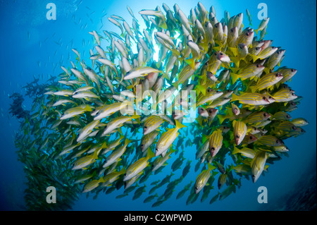 Schooling Bluestripe Snappers, Lutjanus kasmira, Sodwana Bay, South Africa Stock Photo