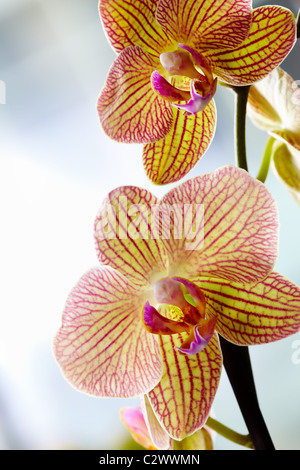 Two yellow orchids with re veins Stock Photo