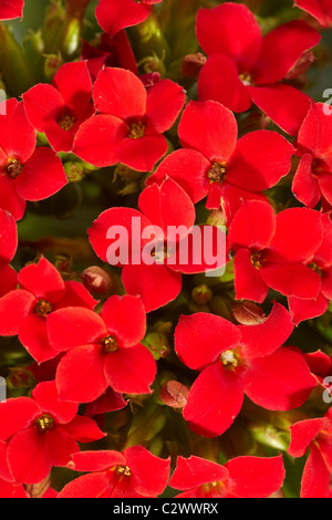 Bright background of red geranium Stock Photo