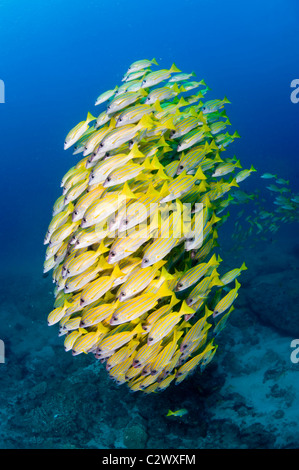 Schooling Bluestripe Snappers, Lutjanus kasmira, Sodwana Bay, South Africa Stock Photo