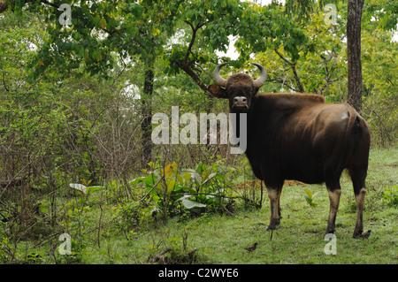 Indian Gaur (Bos gaurus) Stock Photo