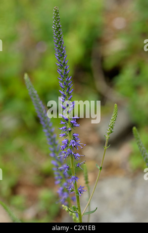 Spiked Speedwell, veronica spicata Stock Photo