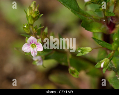 Pink Water-Speedwell, veronica catenata Stock Photo