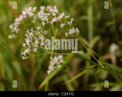 Common Valerian, valeriana officinalis Stock Photo