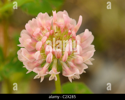 Alsike Clover, trifolium hybridum Stock Photo