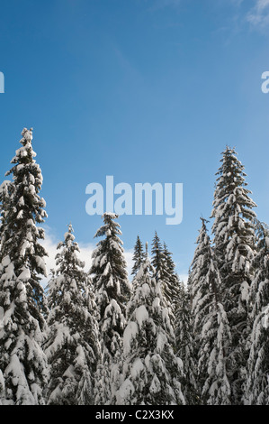 Snowy winter forest with blue sky Stock Photo