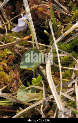 Marsh Violet, viola palustris Stock Photo