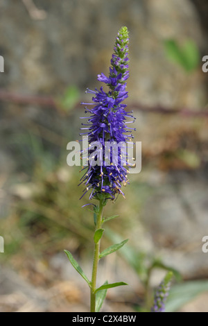 Spiked Speedwell, veronica spicata Stock Photo